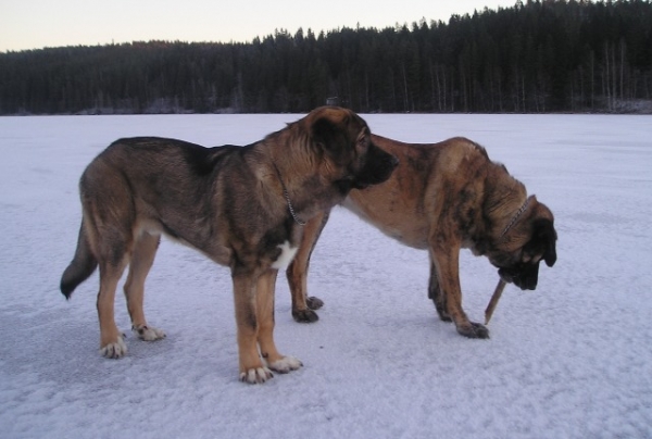 Azlan and Leona on the ice 2008
Keywords: HÃ¤kkinen