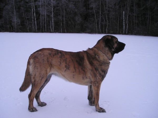 Leona (HAREM ULMAF KABO-KALLIS) 1 year
Keywords: HÃ¤kkinen snow nieve