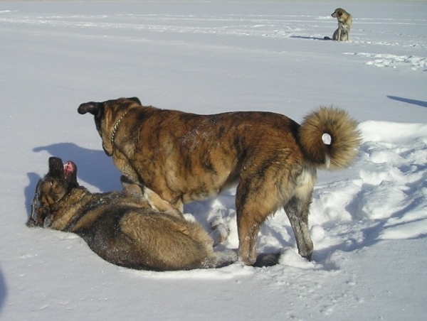 Azlan 8M and Leona 2Y on the ice 2008
Keywords: HÃ¤kkinen