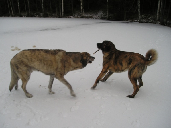 Leona (HAREM ULMAF KABO-KALLIS) 1 year and Leevi
Keywords: HÃ¤kkinen snow nieve