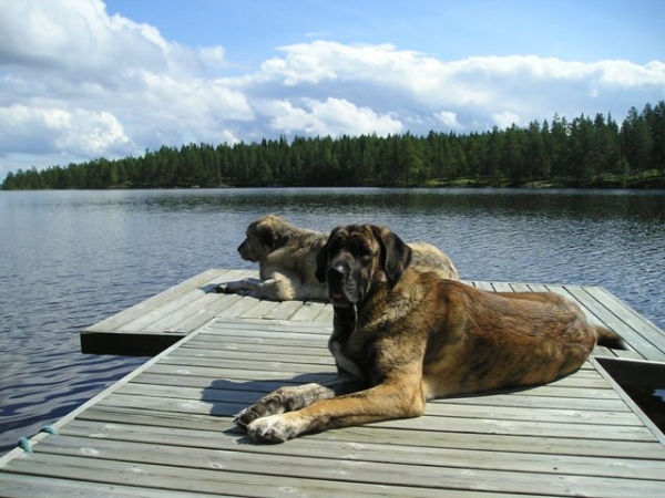 Leona and Leevi July 2007
Nice sunny day in Finland July 2007
Keywords: HÃ¤kkinen