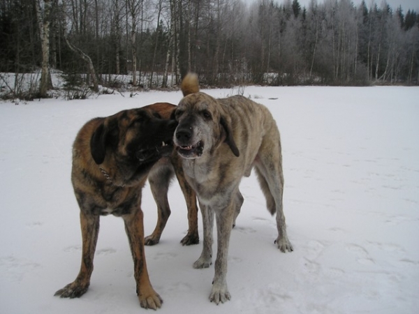 Leona (HAREM ULMAF KABO-KALLIS) 1 year and Leevi
Keywords: HÃ¤kkinen snow nieve