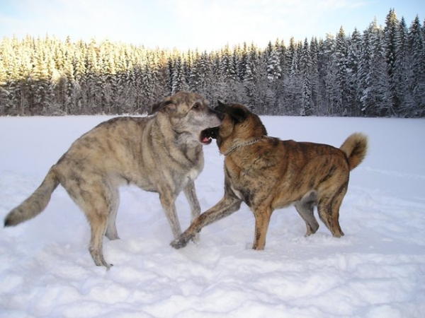 Leevi and Leona (13 month), january 2007
Keywords: HÃ¤kkinen snow