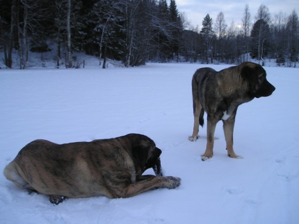  Azlan (Muscular Azlan El Mundo)7 M  and Leona 2 Y
Keywords: HÃ¤kkinen