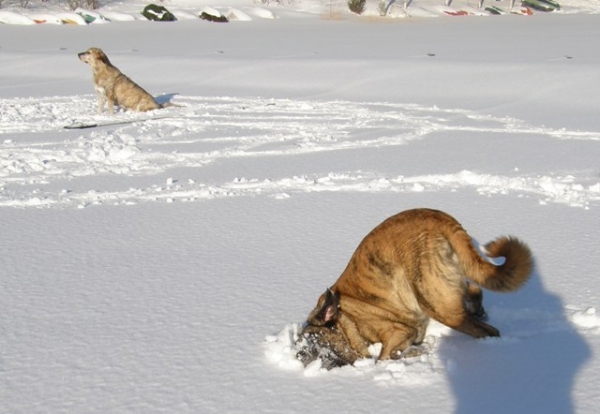 Leona 2Y and Leevi 9Y on the ice 2008
关键词: HÃ¤kkinen