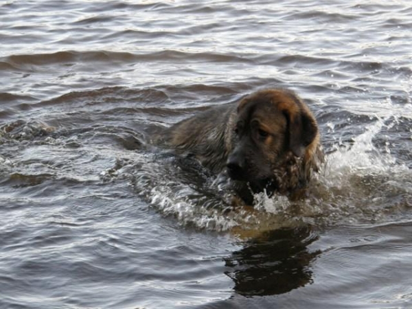 Azlan 12M,  2008 swimming dog!
Λέξεις-κλειδιά: HÃ¤kkinen water