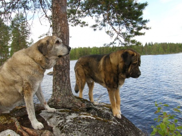 Leevi 10 Y and Azlan 23 M
Keywords: HÃ¤kkinen water