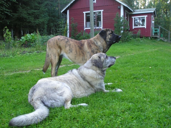 Leona (HAREM ULMAF KABO-KALLIS) 8 month with Leevi 7 year
Keywords: HÃ¤kkinen