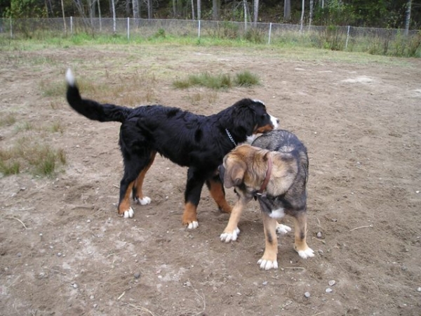 Azlan 3,5 months and friend 5,5 months
Keywords: HÃ¤kkinen pet