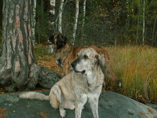 Leona (HAREM ULMAF KABO-KALLIS) 10 month with Leevi 7 year
Keywords: HÃ¤kkinen