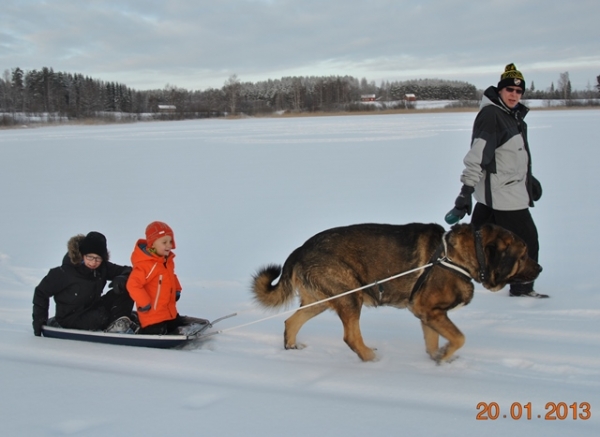 Spanish sled dog, Azlan (Muscular Azlan El Mundo) 
Keywords: HÃ¤kkinen snow nieve