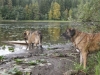 Filename=Azlan_and_Leona.jpg
Filesize=98KiB
Dimensions=640x480
Date added=%751 %01, %2009 Azlan_and_Leona.jpg