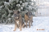Filename=Azlan_and_LeonaDSC_0086.jpg
Filesize=197KiB
Dimensions=640x428
Date added=%748 %12, %2013 Azlan_and_LeonaDSC_0086.jpg