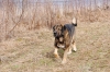 Filename=DSC_0078_mastin.jpg
Filesize=131KiB
Dimensions=640x428
Date added=%731 %29, %2012 DSC_0078_mastin.jpg
