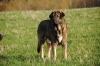 Filename=DSC_0287_mastin.jpg
Filesize=130KiB
Dimensions=640x428
Date added=%731 %29, %2012 DSC_0287_mastin.jpg