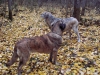 Filename=Picture_015.jpg
Filesize=581KiB
Dimensions=1024x768
Date added=%775 %23, %2006 Picture_015.jpg
