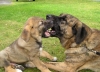Filename=Vihaiset_10_vk.jpg
Filesize=91KiB
Dimensions=640x463
Date added=%636 %25, %2007 Vihaiset_10_vk.jpg