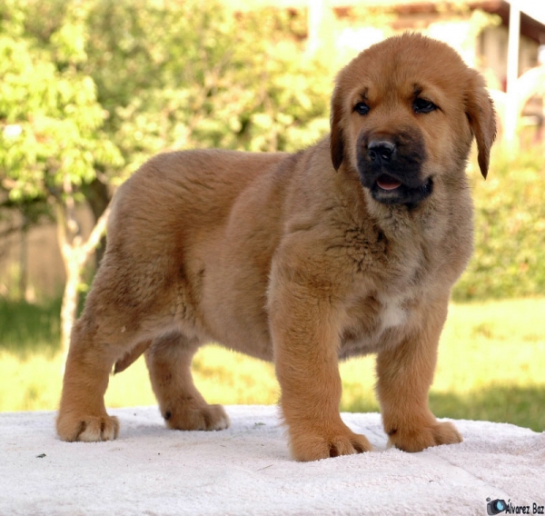 Campa de  los Zumbos
Keywords: puppyspain cachorro puppy