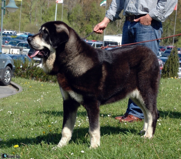 Cueta Ide de los Zumbos - 8 meses
Anahtar kelimeler: zumbos