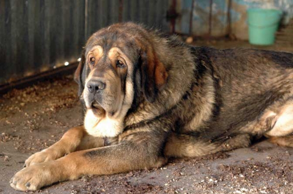 Gorron de Los Zumbos
(Leal de Laciana x Lancia de Los Zumbos)

