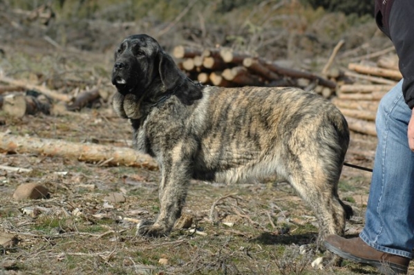 Pastora de Los Zumbos
(Bartolo de Antalmuhey x Sobria de Los Zumbos)

Keywords: puppyspain puppy cachorro