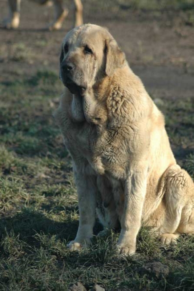 Serena de Los Zumbos
(Sendero de Trashumancia x Guadiana de Los Zumbos)

