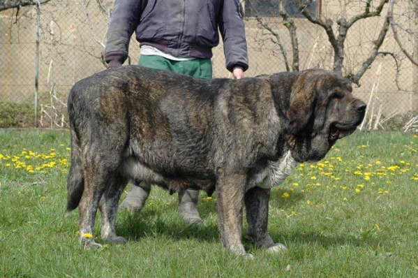 Ch. Tita de Los Zumbos - preñada de Trabanco de Babia
(Nuño x Luchana de Los Zumbos)  
Born: 20-10-2001 
Keywords: zumbos