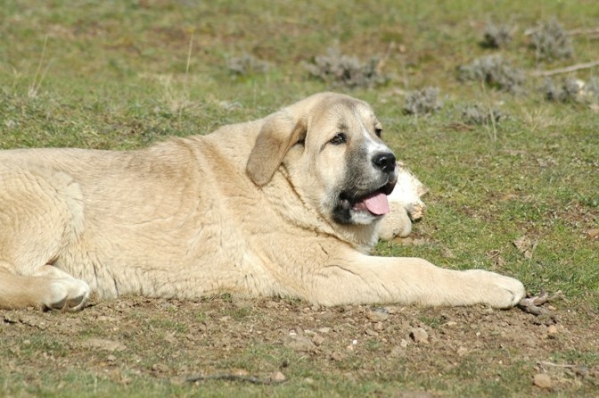 Arrogante de Trashumancia
Keywords: puppyspain puppy cachorro