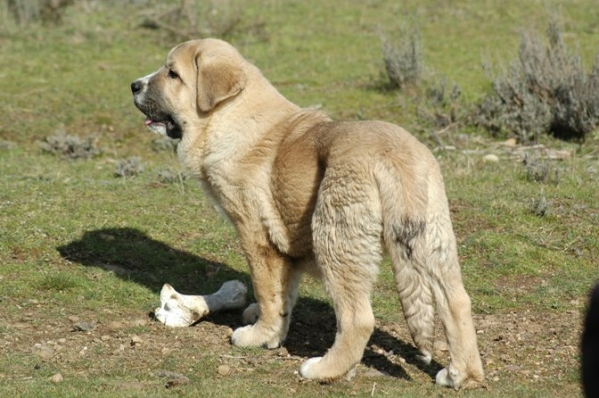 Arrogante de Trashumancia
Keywords: puppyspain puppy cachorro