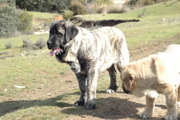 Pastora de Los Zumbos
(Bartolo de Antalmuhey x Sobria de Los Zumbos)

Keywords: puppyspain puppy cachorro