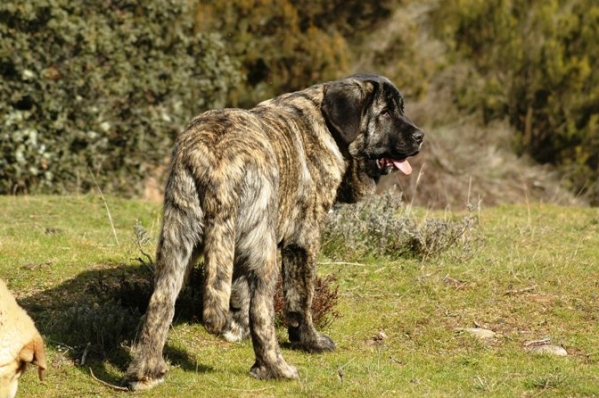 Pastora de Los Zumbos
(Bartolo de Antalmuhey x Sobria de Los Zumbos)

Keywords: puppyspain puppy cachorro