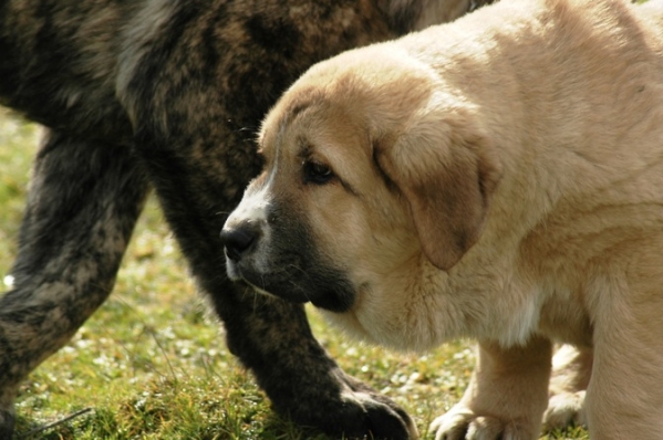 Arrogante de Trashumancia
Keywords: puppyspain puppy cachorro