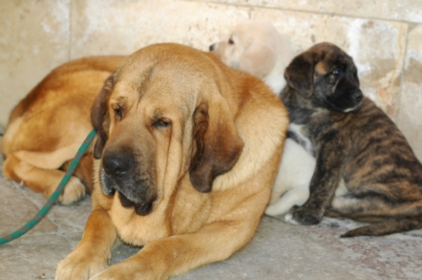 Ron de Babia & los cachorros Aragorn y Alatriste
Keywords: viggo mortensen