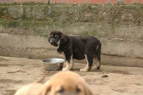 Zangarron de Los Zumbos
(Trabanco de Babia X Corada de los Zumbos) 
Keywords: puppyspain puppy cachorro