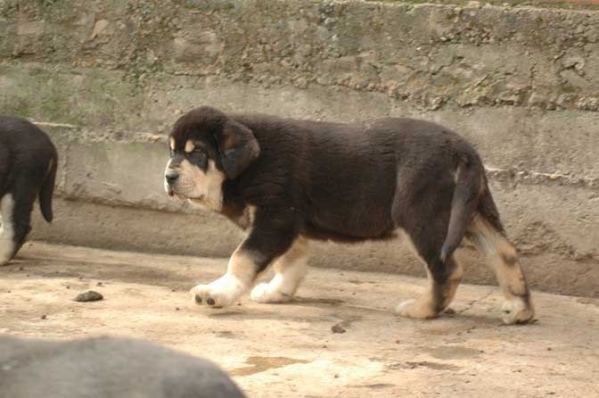 Zangarron de Los Zumbos
(Trabanco de Babia X Corada de los Zumbos)
Keywords: puppyspain puppy cachorro