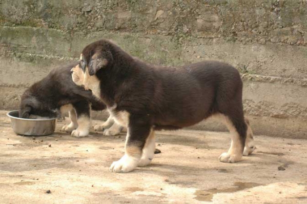 Zangarron de Los Zumbos
(Trabanco de Babia X Corada de los Zumbos) 
Keywords: puppyspain puppy cachorro