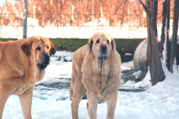 Olmedo y Serena de los Zumbos
Keywords: snow nieve