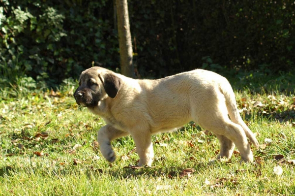 Hidalgo de los Zumbos
Keywords: cachorro puppy