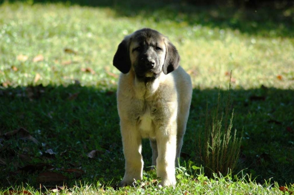 Hidalgo de los Zumbos
Keywords: cachorro puppy