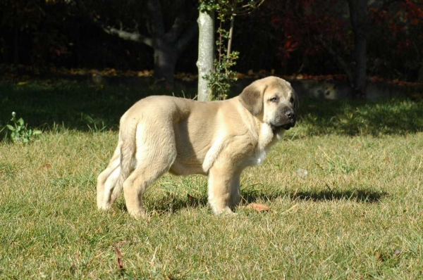 Hidalgo de los Zumbos
Keywords: cachorro puppy