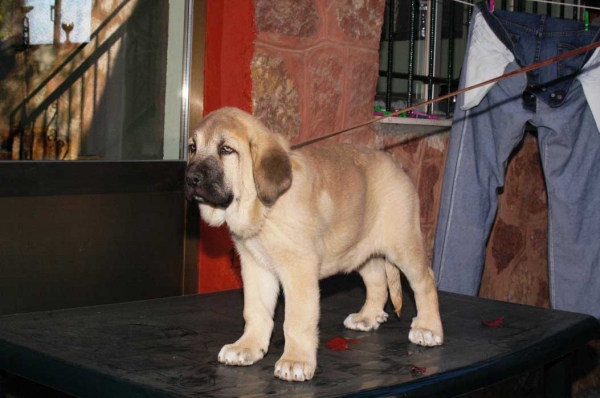 Hidalgo de los Zumbos
Keywords: cachorro puppy