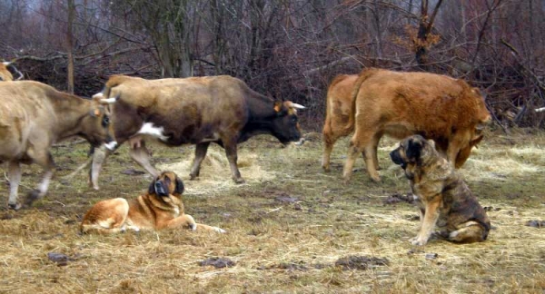 Mastines de los Zumbos cuidando vacas
Keywords: flock zumbos