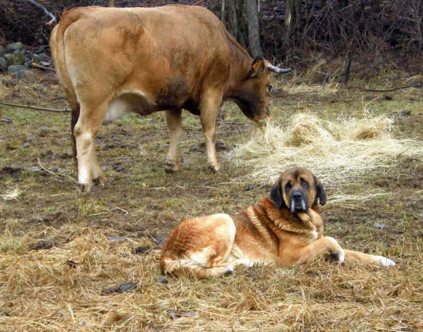 Mastines de los Zumbos cuidando vacas
Keywords: flock zumbos