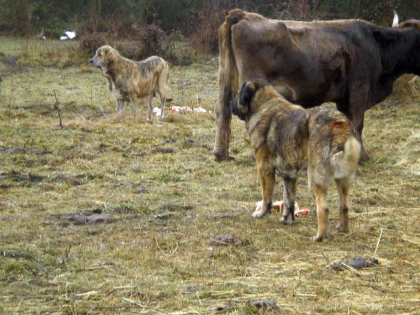 Mastines de los Zumbos cuidando vacas
Keywords: flock zumbos