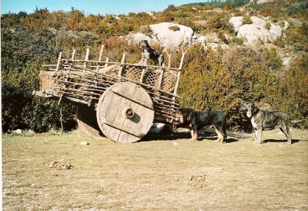 Muza de Campollano, Ch. Tita de Los Zumbos & Carea leonés
