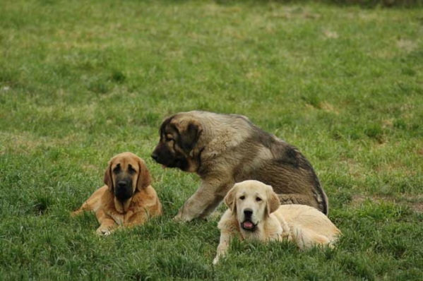 Cachorros de Los Zumbos
Keywords: puppyspain puppy cachorro