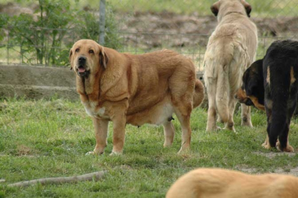 Corada de Los Zumbos
(Salas de Los Zumbos x Serena de Los Zumbos)
