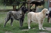 Filename=Cachorras-de-los-Zumbos.jpg
Filesize=83KiB
Dimensions=941x625
Date added=%792 %23, %2007 Cachorras-de-los-Zumbos.jpg