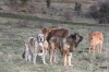 Filename=Los-Zumbos--.jpg
Filesize=66KiB
Dimensions=800x533
Date added=%632 %08, %2012 Los-Zumbos--.jpg
