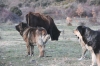 Filename=Los-zumbos-(2).jpg
Filesize=53KiB
Dimensions=800x533
Date added=%633 %08, %2012 Los-zumbos-(2).jpg